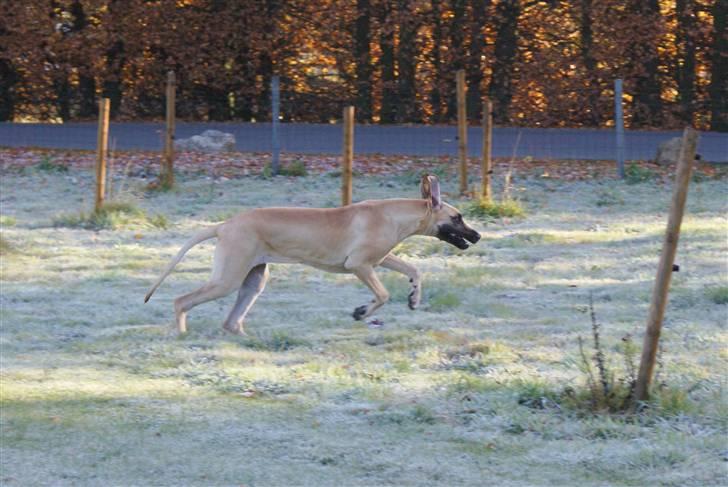 Grand danois Grand de feld´s Qeeza R.I.P billede 6