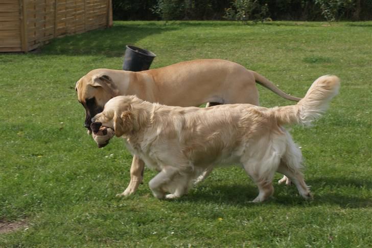 Grand danois Grand de feld´s Qeeza R.I.P billede 7