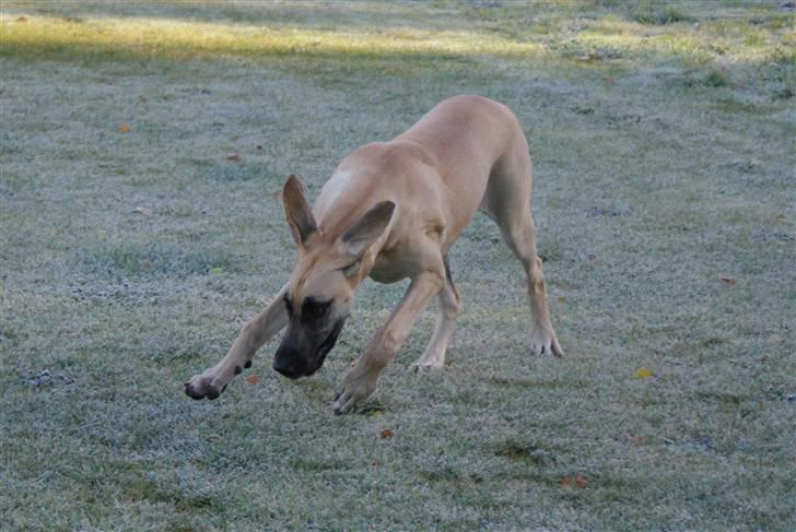 Grand danois Grand de feld´s Qeeza R.I.P billede 8