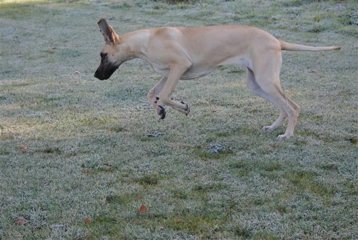 Grand danois Grand de feld´s Qeeza R.I.P billede 9