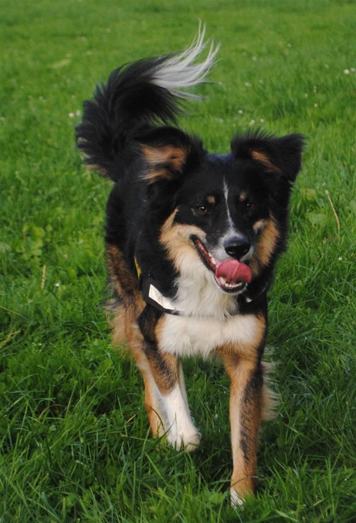 Blanding af racer Basil *R.I.P* - 19 måneder gammel billede 3