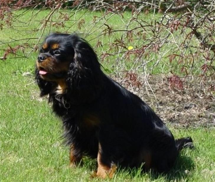 Cavalier king charles spaniel Tria billede 18