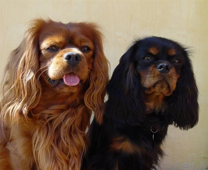 Cavalier king charles spaniel Tria billede 19