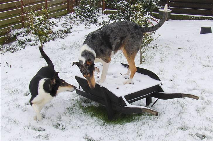 Collie korthåret Taiko Himmelhund - Taiko og Iva leger. billede 2