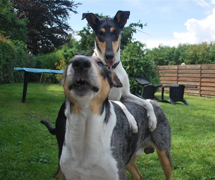 Collie korthåret Taiko Himmelhund - Taiko og Kia billede 3