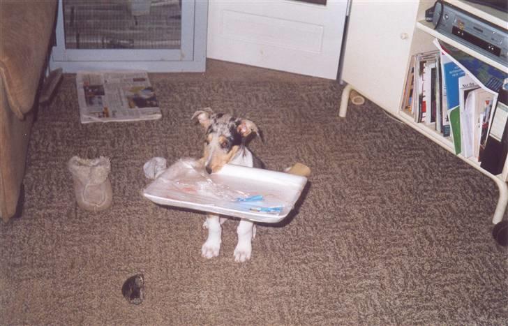 Collie korthåret Taiko Himmelhund - 8 uger billede 5