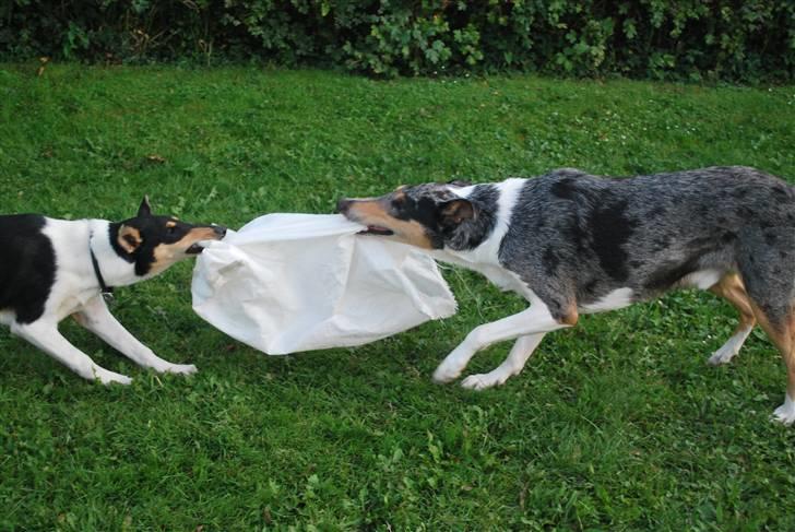Collie korthåret Taiko Himmelhund - Taiko har nupper en sæk og ved godt hvad den kan bruges til. billede 6