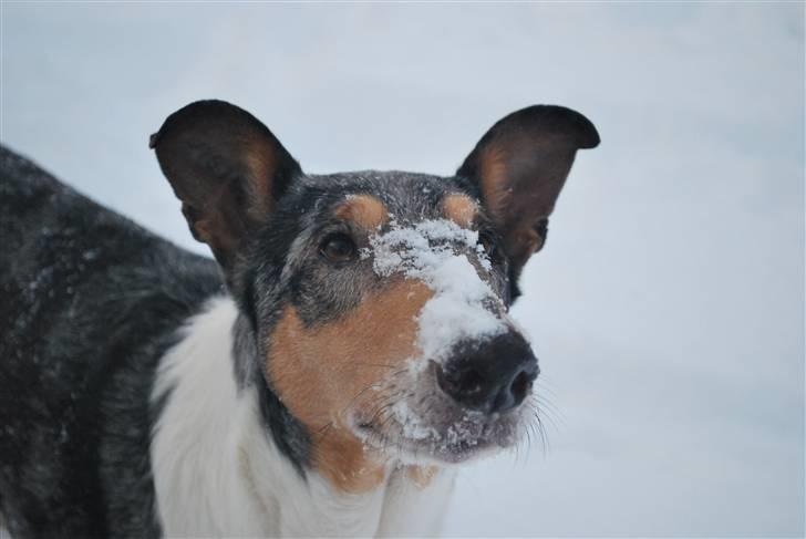 Collie korthåret Taiko Himmelhund billede 7