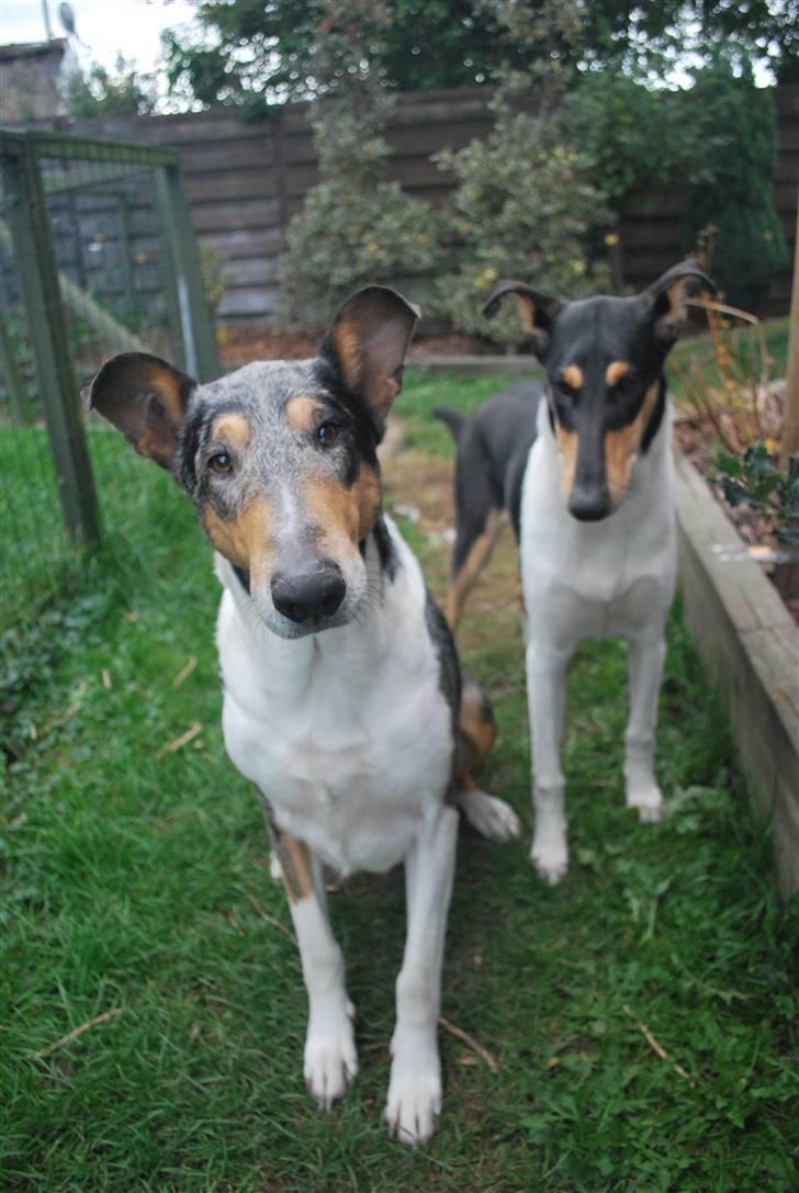 Collie korthåret Taiko Himmelhund billede 9