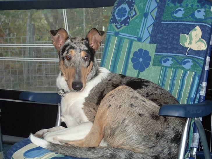 Collie korthåret Taiko Himmelhund billede 10