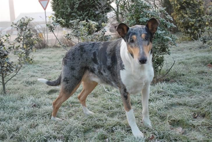 Collie korthåret Taiko Himmelhund billede 11