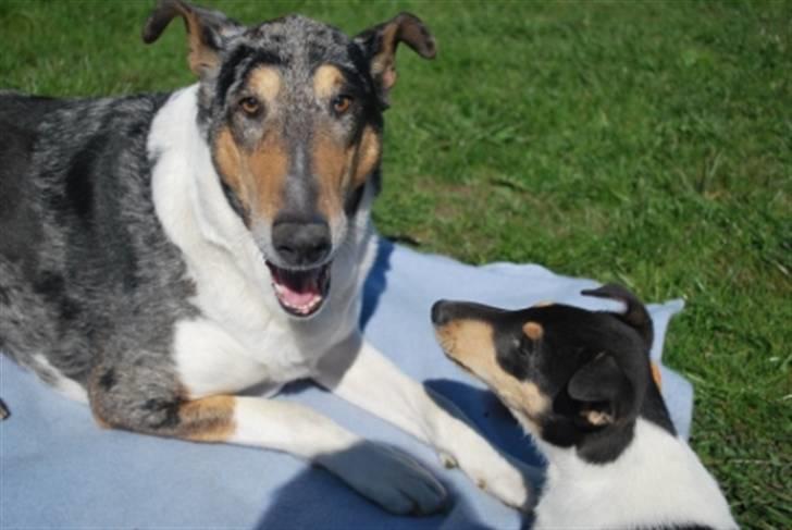 Collie korthåret Taiko Himmelhund - Så er man blevet storebror. Og det er man god til billede 12