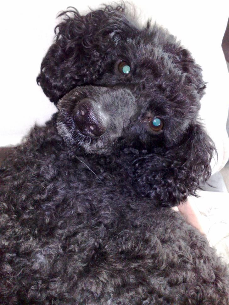 Dværgpuddel Bamse *Bedste's* - Hej velkommen til min profil :) smid gerne en kommentar  billede 1