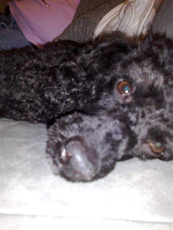 Dværgpuddel Bamse *Bedste's* - Her ligger jeg ved mor  billede 2