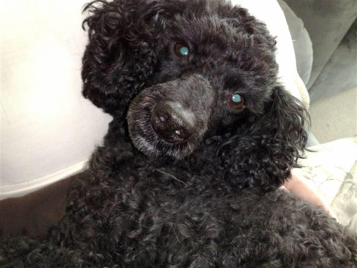 Dværgpuddel Bamse *Bedste's* - Er jeg ikk flot ?? billede 3