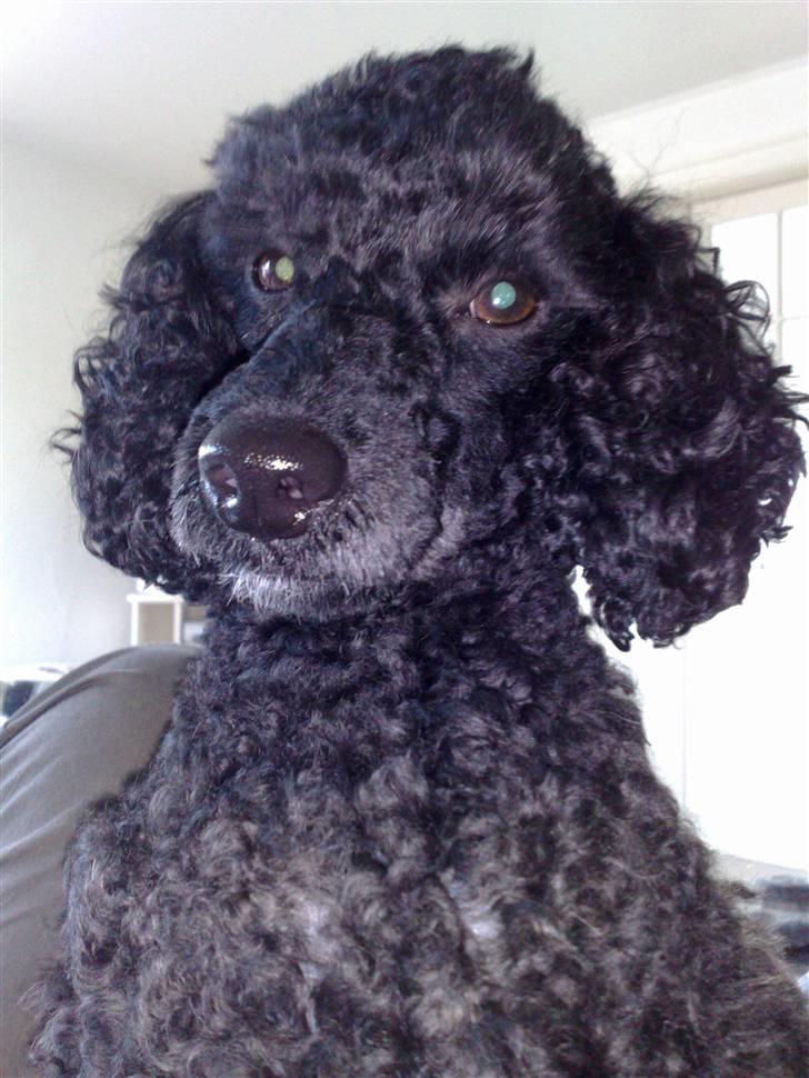 Dværgpuddel Bamse *Bedste's* - Jeg skal lige vise mig lidt over for Camilla nu  billede 4