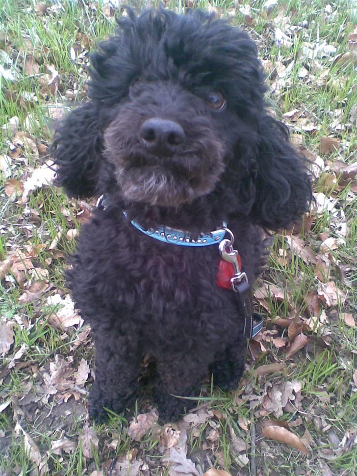 Dværgpuddel Bamse *Bedste's* - Her er jeg ude og gå, da Camilla lige pludselig tager et billede billede 5