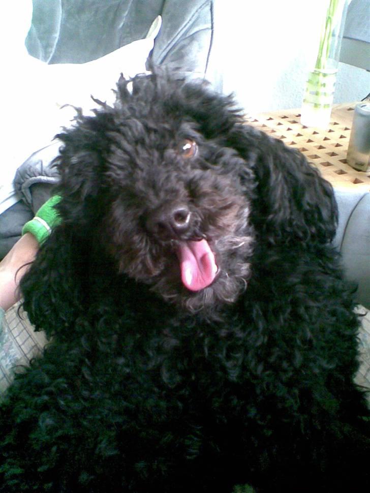 Dværgpuddel Bamse *Bedste's* - Nu bider jeg dig :P  billede 6