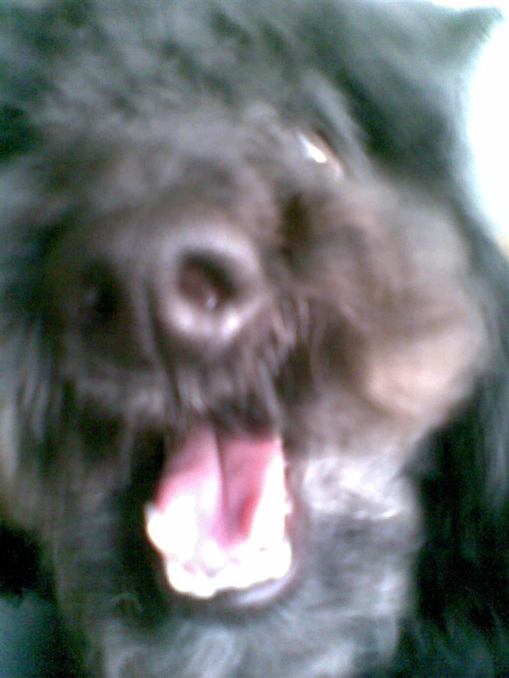 Dværgpuddel Bamse *Bedste's* - Pas påå  billede 7