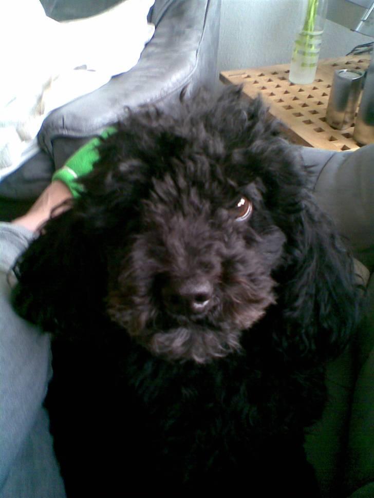 Dværgpuddel Bamse *Bedste's* - Så fik du den  billede 8