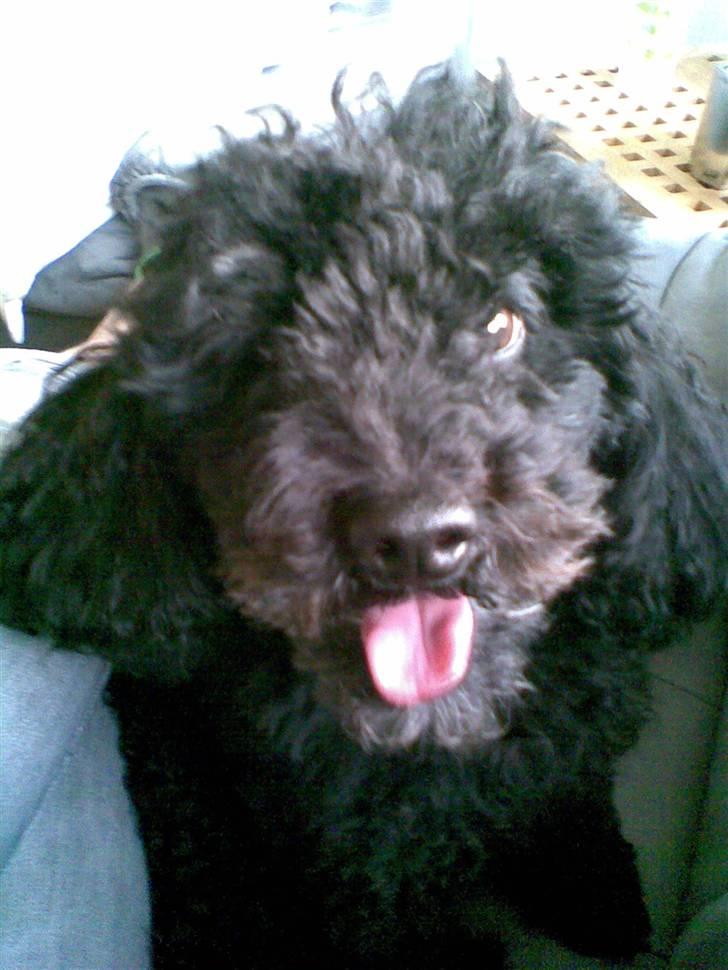 Dværgpuddel Bamse *Bedste's* - Ajj jeg er faktisk rimlig sød, og nuttet :P billede 9