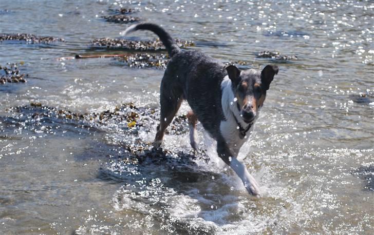 Collie korthåret Taiko Himmelhund - Vandhund har Taiko ellers ikke været. Men som 8 årige syntes han det er lækkert. billede 13