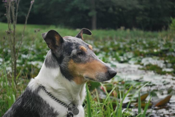 Collie korthåret Taiko Himmelhund - Taiko Juli 09 billede 14