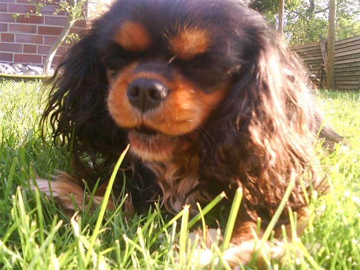 Cavalier king charles spaniel Floh <3 - Floh som spiser gras xD billede 10