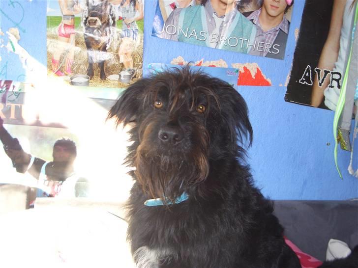 Blanding af racer Buller billede 15