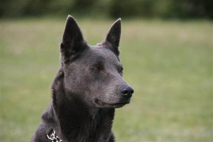 Australsk kelpie Xela - Potræt af Xela  5 år gammel billede 1