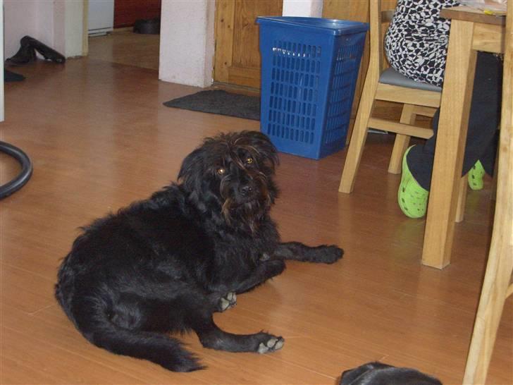 Blanding af racer Buller billede 16