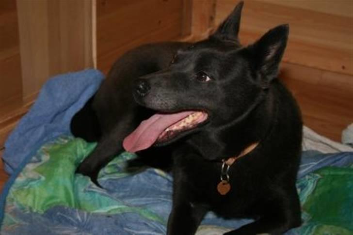 Australsk kelpie Xela - Xela inden kuld nr.3 billede 3