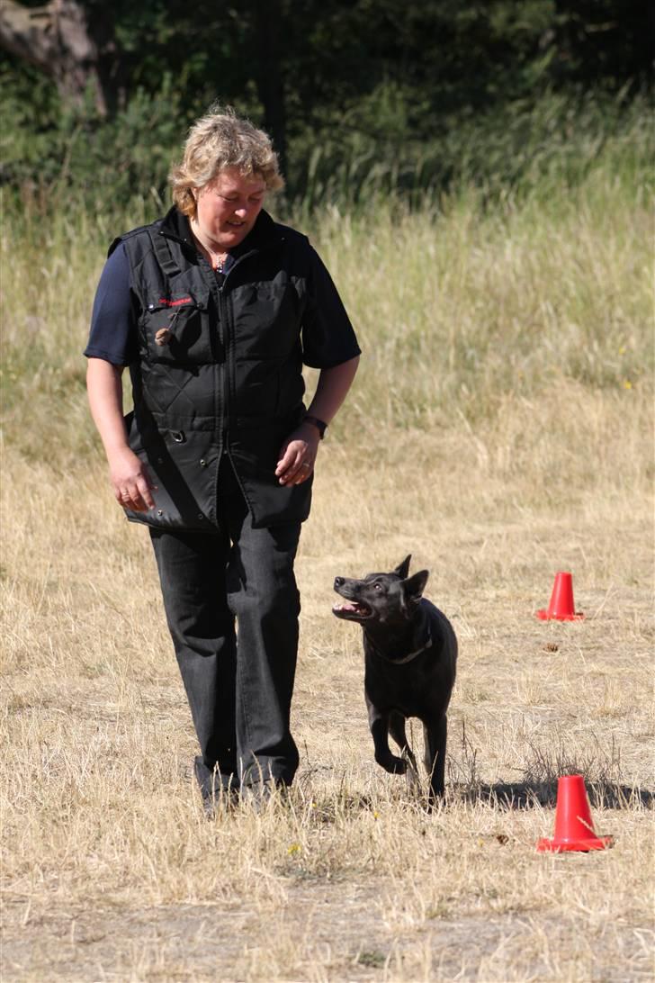 Australsk kelpie Xela - Klikker Camp 2008 billede 4