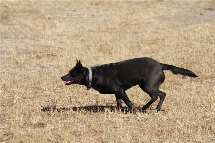 Australsk kelpie Xela - Klikker Camp 2008 Xela er i indkald billede 5