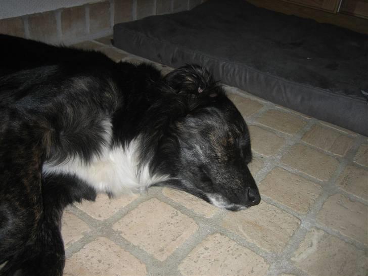 Blanding af racer Tessie - Jeg sover.. billede 11