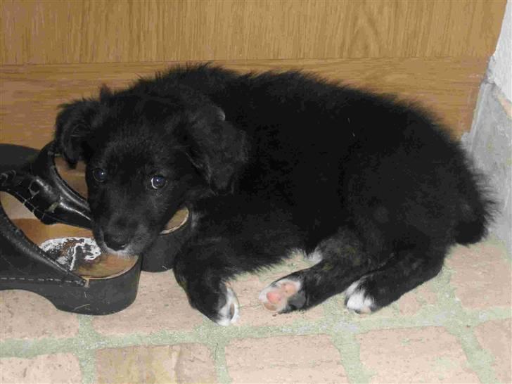 Blanding af racer Tessie - Det er laaaang tid siden.. billede 12