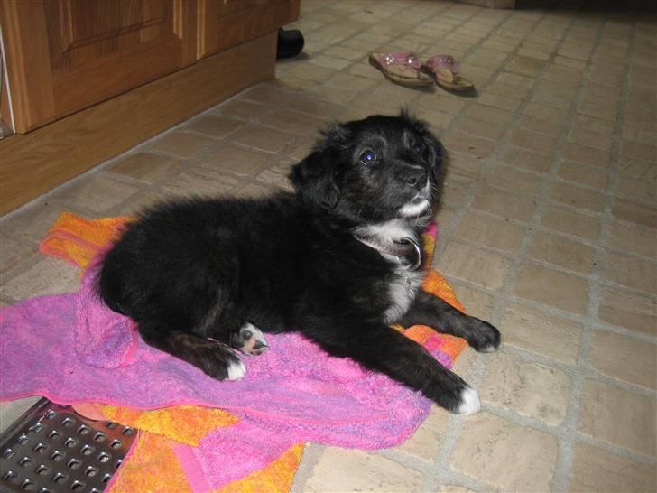 Blanding af racer Tessie - Mig dengang jeg var lille! :* billede 13