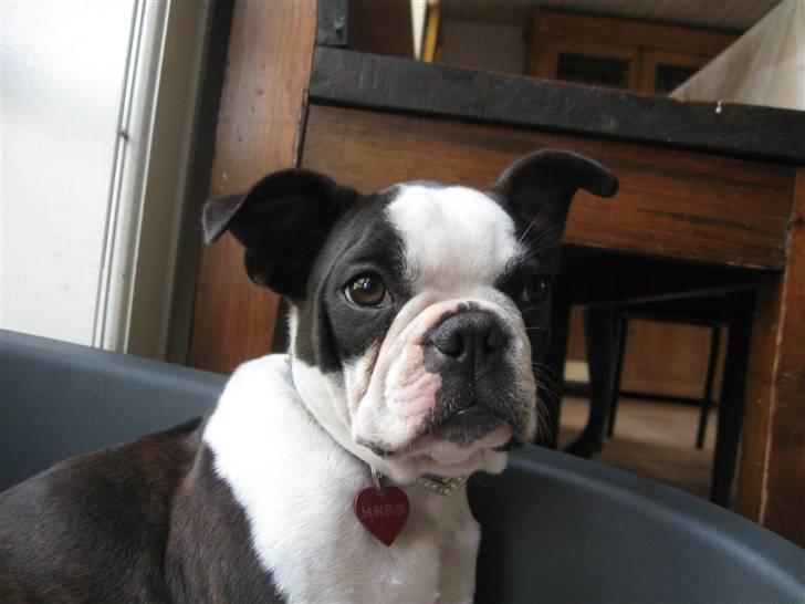 Boston terrier Nelly billede 1