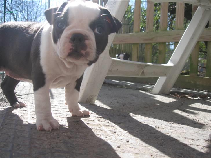 Boston terrier Nelly billede 2
