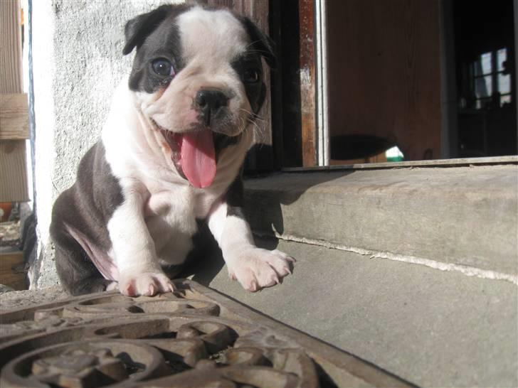Boston terrier Nelly billede 3
