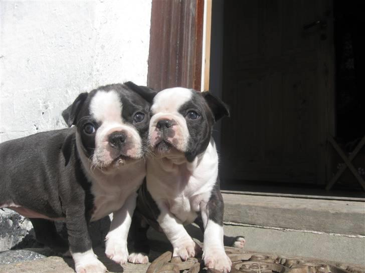 Boston terrier Nelly - Med søster Molly - det er Nelly til højre... billede 4