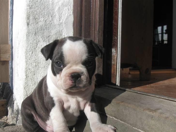Boston terrier Nelly billede 5
