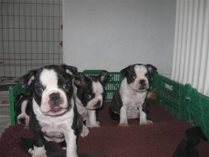 Boston terrier Nelly - Nelly og hendes søskende - Nelly længst til højre. billede 6