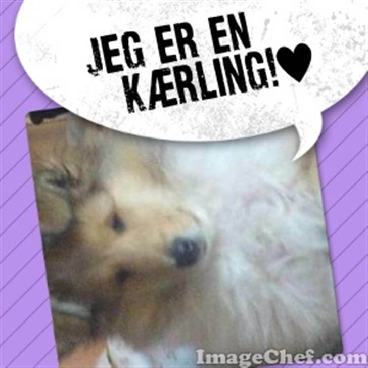 Collie langhåret Simba - Jeg er en kærling! billede 20