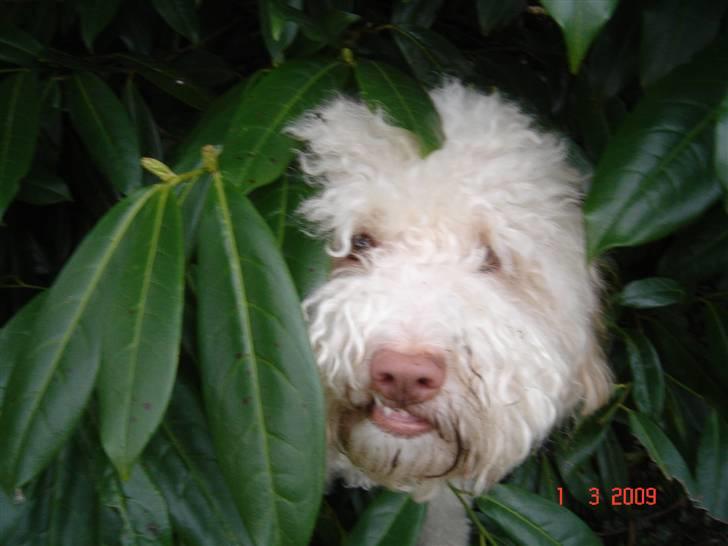 Lagotto romagnolo Luna - Luna der gemmer sig i busken ;] billede 13