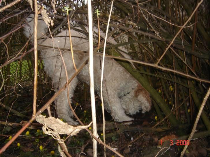 Lagotto romagnolo Luna - på opdagelse i haven ;) billede 14