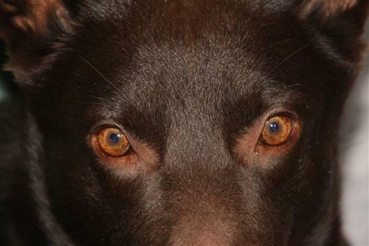 Australsk kelpie kalder ham DUI - smukke øjne  billede 7