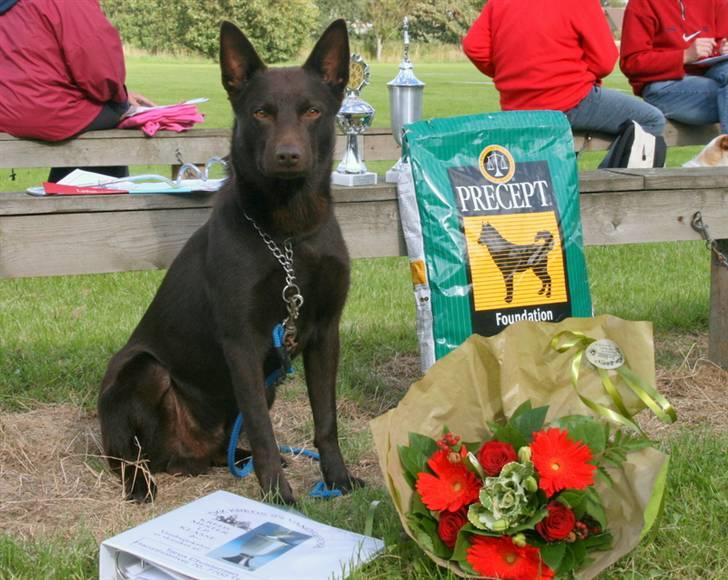 Australsk kelpie kalder ham DUI - Dui vinder kl. 1 i DKK kredsmesterskaber i kreds 9. billede 8