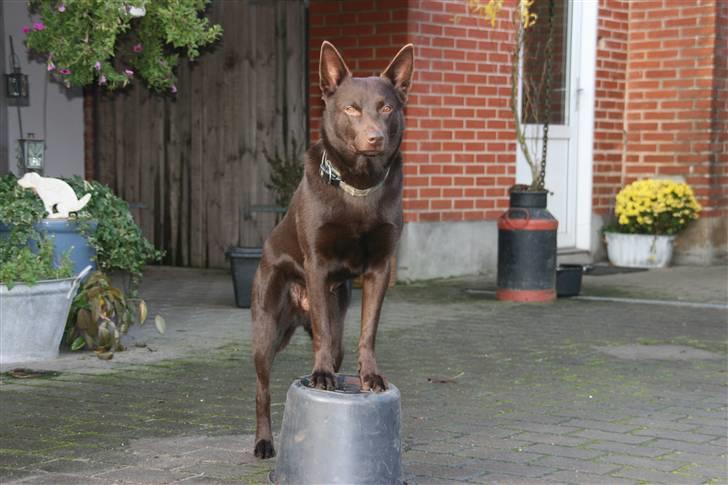 Australsk kelpie kalder ham DUI - øver elefanten skal gå rundt om spanden med forben på spanden billede 9