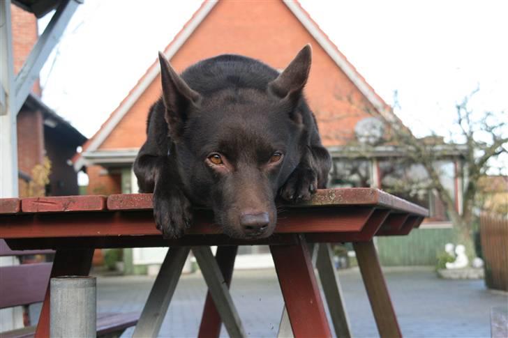 Australsk kelpie kalder ham DUI - stiller igen op til fotografen :-) billede 10